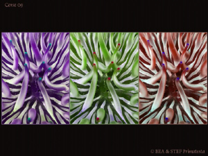 Anemone by Bea & Stef Primatesta 